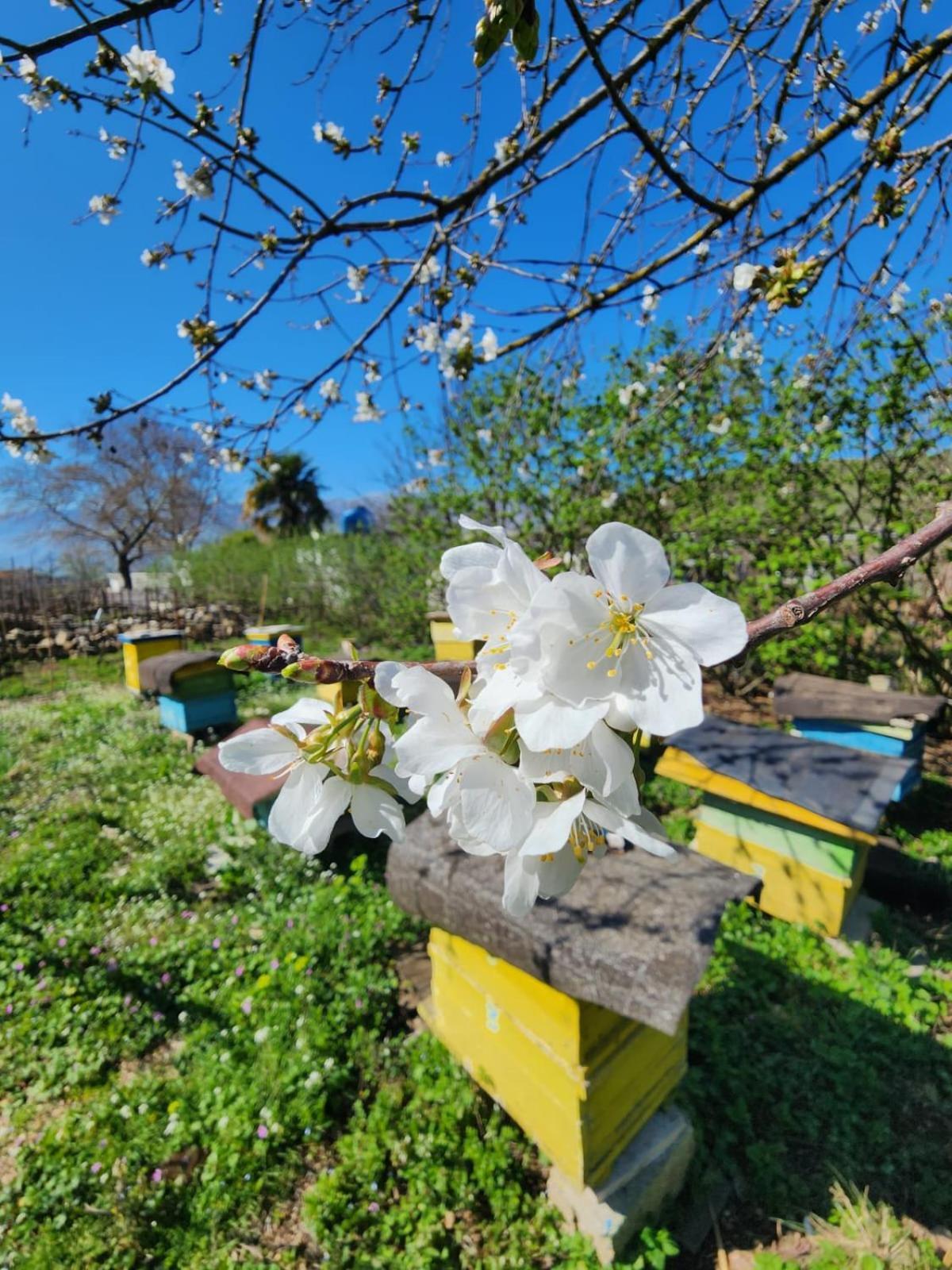 Villa Shuaipaj Gjirokastër Exteriör bild